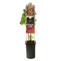 Rode Bes Ribes Rubrum Jonkheer van Tets M 75 cm klimplant - thumbnail