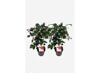 Camellia japonica 'japanse roos' Lady Campbell - set van 2