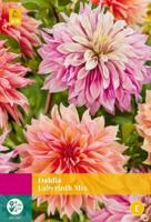 Dahlia labyrinth mix bol/knol JUB 3 stuks - Jub