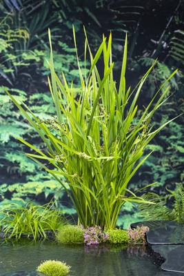 Schroeforchis / Spiranthes cernua Chadd's Ford