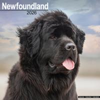 Newfoundlander Kalender 2026 Newfoundlander Kalender 2026