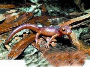Salamander