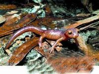 Salamander