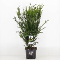 Taxus media groenland 50-60 cm - Warentuin natuurlijk