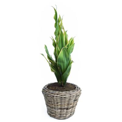 Planten/bloemen mand - rotan - gevlochten riet - D27 x H20 cm - drypot - plantenpot