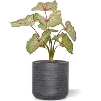 Caladium white queen kunstplant 40cm