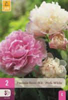 Pioenroos paeonia roze en wit