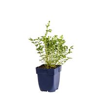 Sanguisorba Proud Mary vaste plant Griffioen - Griffioen