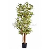 Kunstplant Dracaena reflexa L