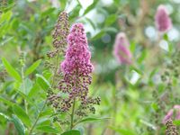 Spierstruik spirea