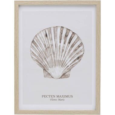 Poster Schelp Pecten - MDF/glas - 40x30 cm - Leen Bakker