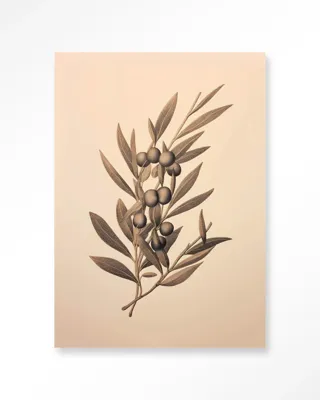 Oliva