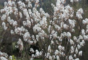 Krentenboom op stam