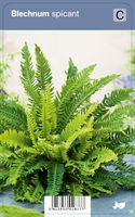 Vips Blechnum spicant - Dubbelloofvaren