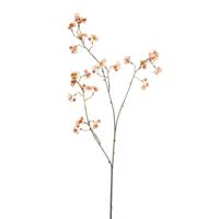 Euonymus Euonymus