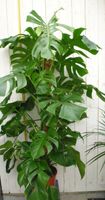 Kamerplant Monstera deliciosa 120 cm - Warentuin Natuurlijk - thumbnail