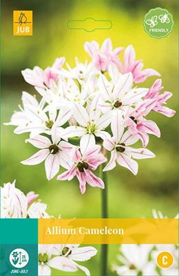 Allium Cameleon, 8 bloembollen - Jub