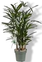 Rhapis Excelsa I Potmaat 24 H80-90 kamerplant Beautanic Lifestyle - Beautanic lifestyle