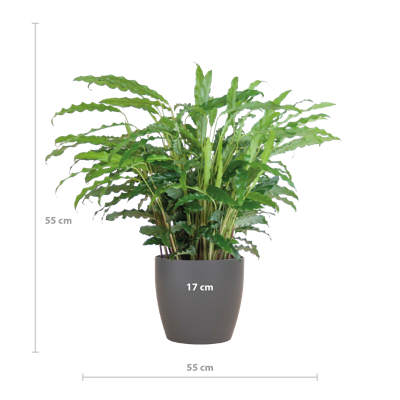 Calathea Rufibarba met Viber grijs - 55cm - Ø17