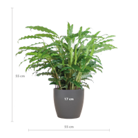 Calathea Rufibarba met Viber grijs - 55cm - Ø17