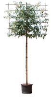 Vederesdoorn leiboom 200 cm Acer neg. Flamingo 320 cm leirek 120x150 cm - Warentuin Natuurlijk