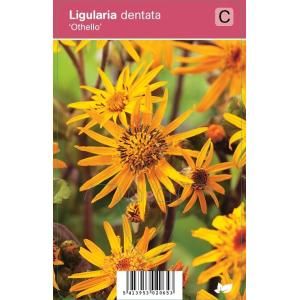 Kruiskruid (ligularia dentata "Othello") najaarsbloeier - 12 stuks