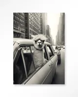 Alpaca In NY