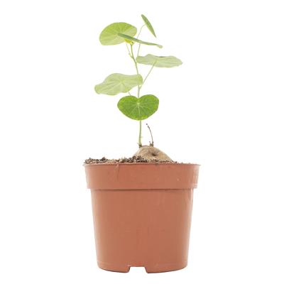 Stephania Erecta