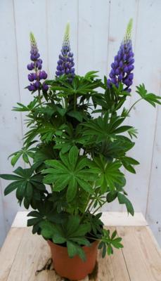 Lupinus blauw 50 cm - Warentuin natuurlijk