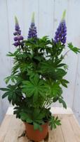 Lupinus blauw 50 cm - Warentuin natuurlijk Lupinus blauw 50 cm - Warentuin natuurlijk