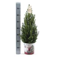 Kleine Kerstboom in Kerstmis sierpot - 70 cm - Picea Glauca Conica - Standalone - thumbnail