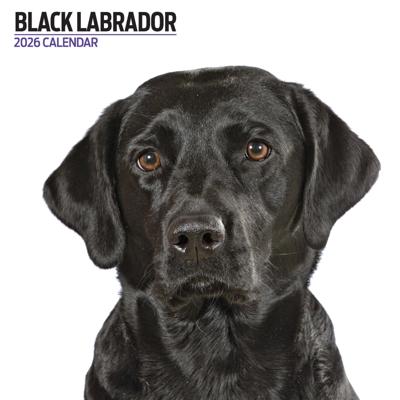 Labrador Retriever Zwart Modern Kalender 2026