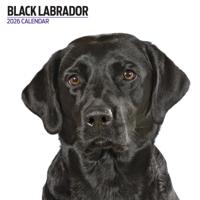 Labrador Retriever Zwart Modern Kalender 2026