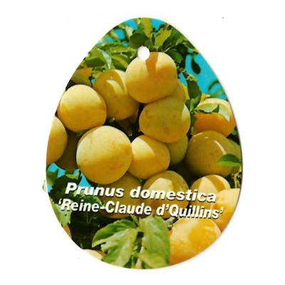 Prunus Domestica Reine Claude d Quillins - Oosterik home