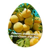 Prunus Domestica Reine Claude d Quillins - Oosterik home