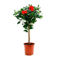 Hibiscus op stam rood (Chinese Roos) - P 19 cm Hibiscus op stam rood (Chinese Roos) - P 19 cm