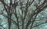 Komar Infinity 2 Fotobehang Whispering Woods - IF4-061