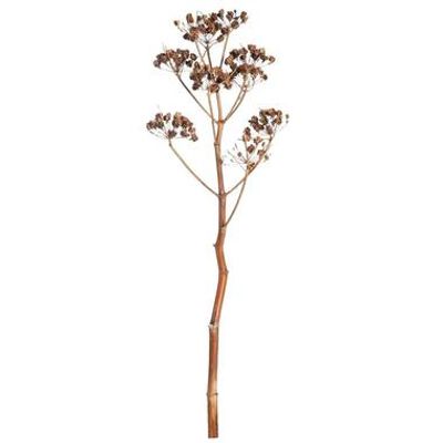 Droogbloemen Fenckel Stem - naturel - 115 cm