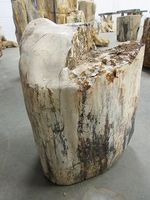 Fossiel hout C10