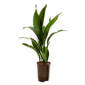 Aspidistra elatior S hydrocultuur plant