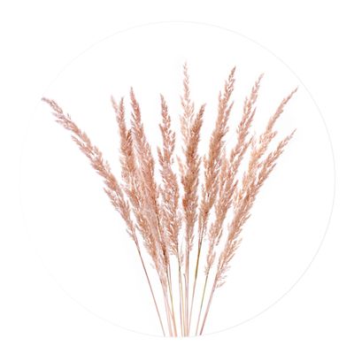 Muurcirkel Plumes Pink Aluminium 80 Geen