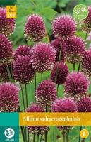 Allium sphaerocephalon 20 bollen - Jub