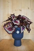 Bladbegonia in hoge pot diepblauw Elho - Warentuin natuurlijk