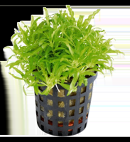 AquaVitaal Pogostemon Helferi