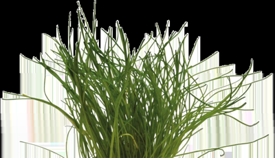 AquaVitaal Easy Grow Lilaeopsis Mauritiana