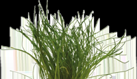 AquaVitaal Easy Grow Lilaeopsis Mauritiana