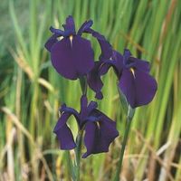 Japanse iris (Iris ensata) moerasplant - 6 stuks - thumbnail
