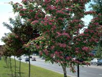 Rode Meidoorn boomvorm - thumbnail