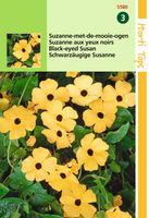 Zaden Thunbergia Suzanne-met-de-mooie-ogen Hortitops - Hortitops