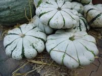 Pattison Pompoen - Warentuin natuurlijk Pattison Pompoen - Warentuin natuurlijk
